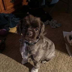 Meet your Posher, Marcella